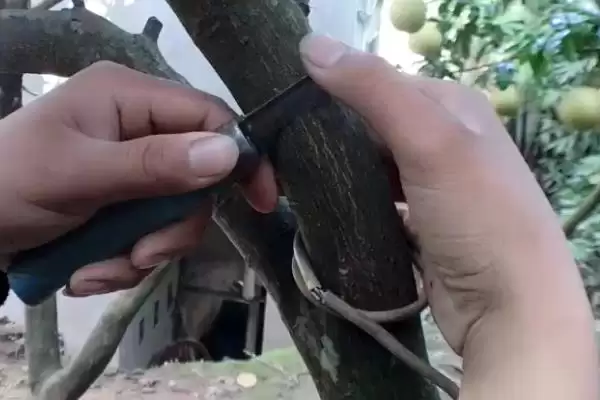 图片[6]-种植柚子树的方法和重点？种植柚子树要做好哪些细节？-会东网