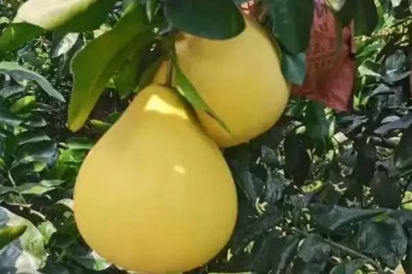 图片[2]-蜜柚有哪几种不同的颜色呢 ,蜜柚分为白色、粉红、黄、鲜红色几种-会东网