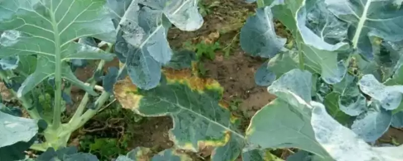 西兰花黑腐病症状的要点和表现？判断西兰花黑腐病需注意什么？-会东网