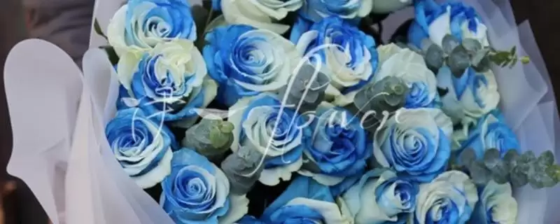 蓝色边白玫瑰的品种 ,蓝色边的白玫瑰为什么叫天空玫瑰？-会东网