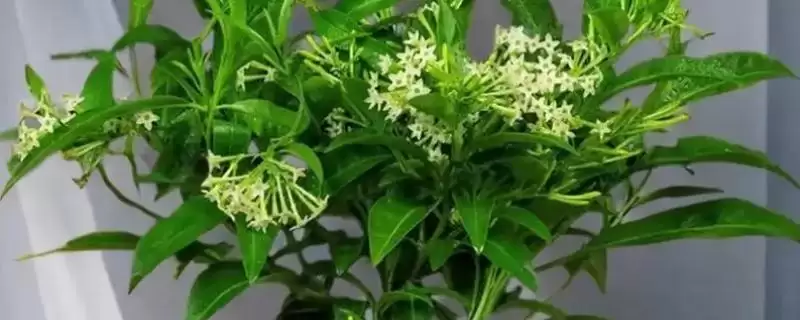 判断夜来香晚上八点开花真假的方法和重点？判断夜来香晚上八点开花真假要做好哪些细节？-会东网