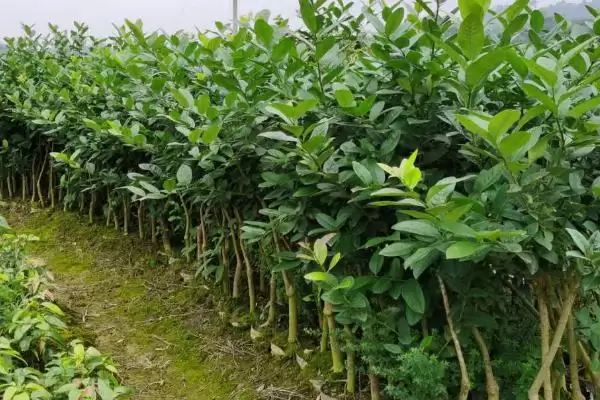 图片[2]-柠檬树小苗养护宝典：生长季节追肥的关键要点-会东网