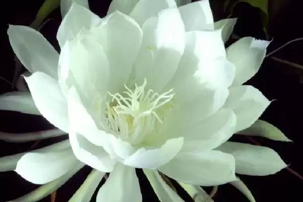 图片[3]-昙花11月会不会开花？判断昙花11月是否开花要考虑哪些生长环境和花期因素？-会东网