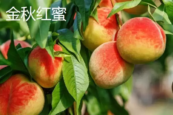 图片[3]-秦王桃价格背后：每斤4-5元的市场定位因素-会东网