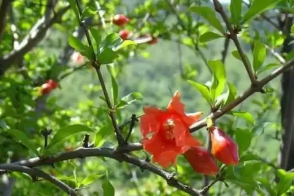 图片[7]-石榴花的开放时间？了解石榴花开放时间要关注哪些花期相关信息？-会东网