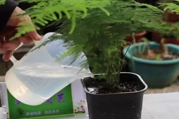 图片[11]-文竹的品种？了解文竹品种要知晓哪些关键的品种分类和植物形态差异要点？-会东网
