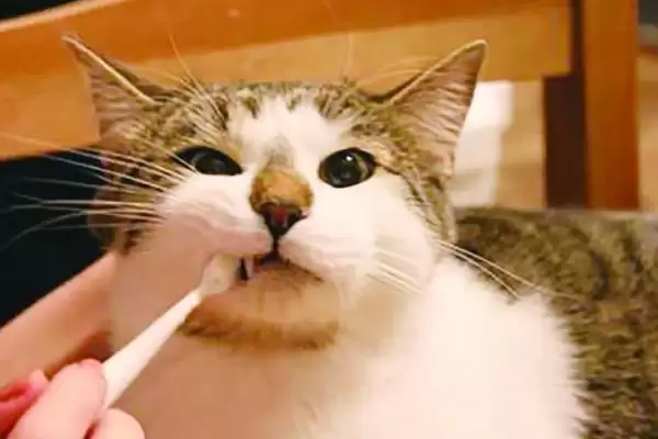 图片[4]-给猫咪做口腔护理的方法和重点？给猫咪做口腔护理要做好哪些细节？-会东网