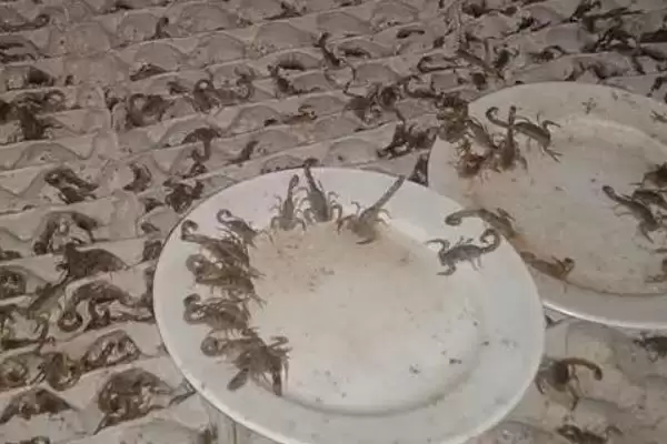 图片[6]-蝎子一年繁殖次数的要点和判断？了解蝎子繁殖规律需关注哪些关键？-会东网