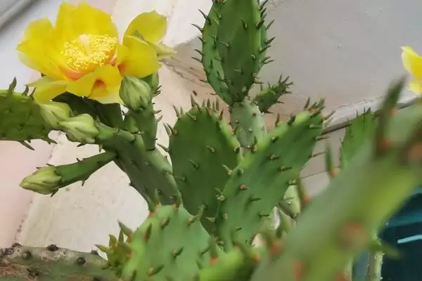 图片[5]-仙人掌花语的含义和要点？理解仙人掌花语需关注哪些关键内容？-会东网