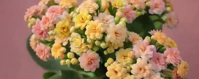 判断长寿花是否喜干的方法和重点?判断长寿花是否喜干要做好哪些细节?-会东网