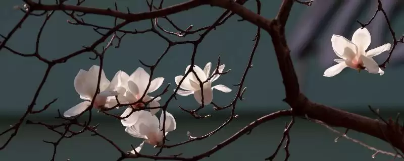 了解玉兰花花语的方法和重点？了解玉兰花花语要做好哪些细节？-会东网
