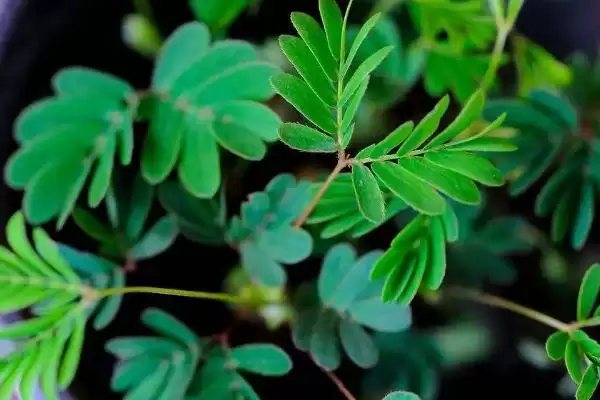 图片[3]-如何种植含羞草种子？种植含羞草种子要遵循哪些详细的种植步骤？-会东网