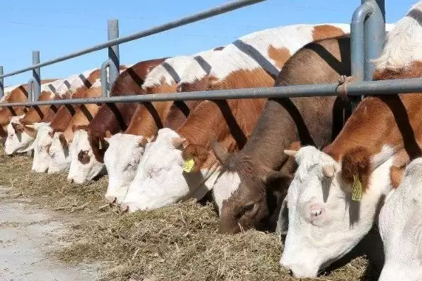 图片[4]-肉牛快速育肥技术？实现肉牛快速育肥要运用哪些有效技术？-会东网