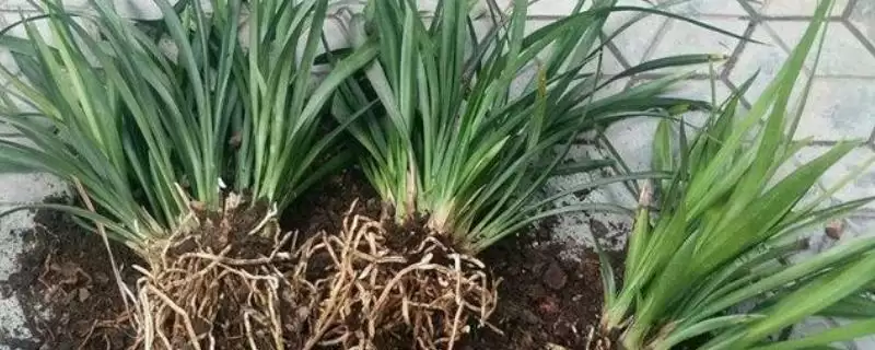 盆景根系养护技巧:光照充足对根系的重要作用-会东网
