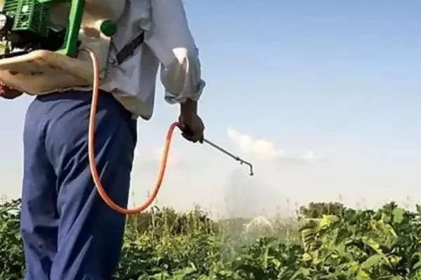 图片[3]-蔬菜蚜虫防治的土方法？防治蔬菜蚜虫采用土方法要了解哪些实用技巧？-会东网