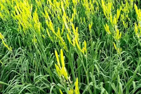 图片[4]-金针菜的别称 ,金针菜还有哪些别的名称呢-会东网