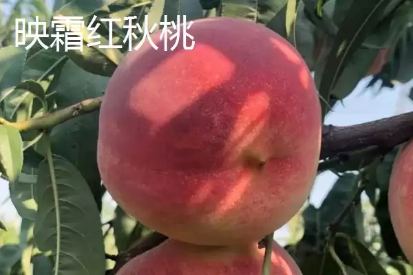 图片[4]-十月桃子的甜蜜诱惑：金秋红蜜桃、皖农冬桃等品种介绍-会东网