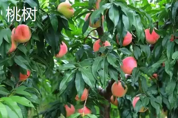 图片[3]-区分杏树和桃树的方法和重点？区分杏树和桃树要做好哪些细节？-会东网