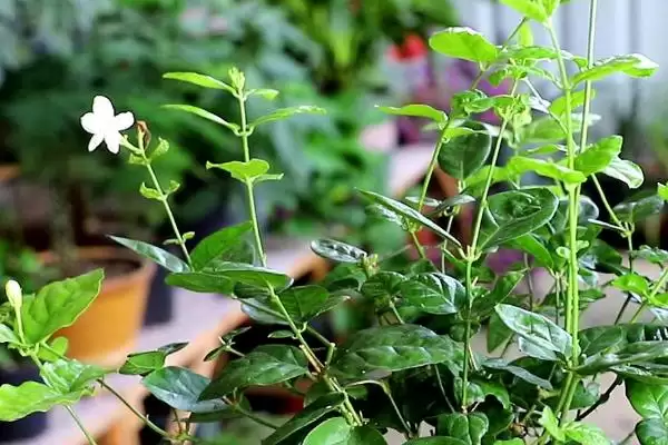 图片[3]-盆栽茉莉花养护宝典：每隔2-3天浇水的科学频率-会东网