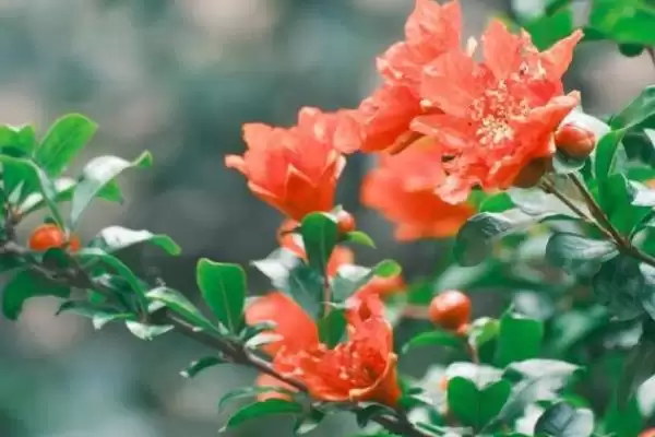 图片[3]-石榴花的开放时间？了解石榴花开放时间要关注哪些花期相关信息？-会东网