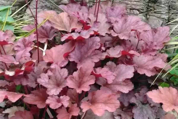 图片[6]-花卉界的“硬汉”：五彩石竹、观花石榴耐热又耐寒的秘密-会东网