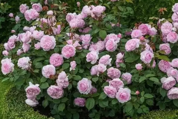 图片[3]-养月季花的方法和重点？养月季花要做好哪些细节？-会东网