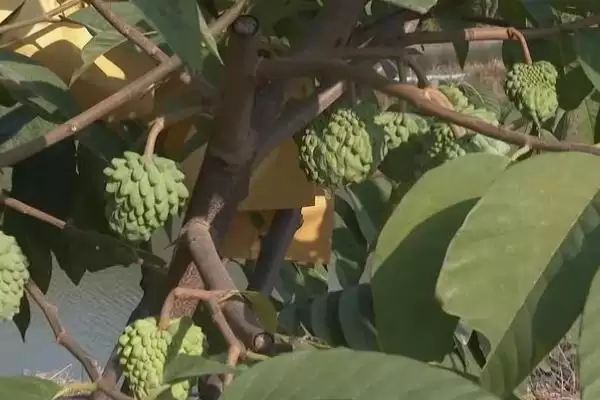 图片[3]-释迦果的种植条件？种植释迦果要满足哪些科学的种植环境和条件要求？-会东网
