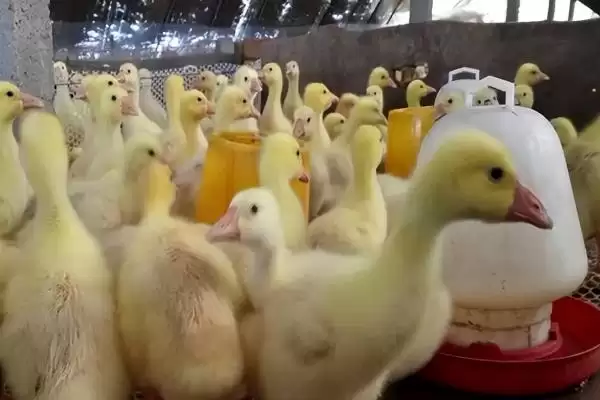图片[4]-确定一个月的鹅一天喂食顿数的方法和重点？确定一个月的鹅一天喂食顿数要做好哪些细节？-会东网