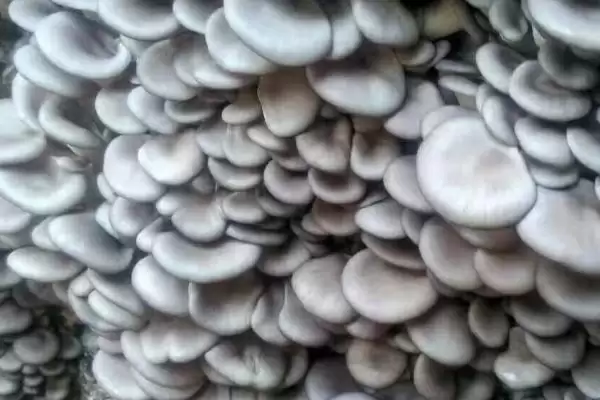 图片[2]-平菇两段出菇培育法：接种时铺菌种的操作要点-会东网