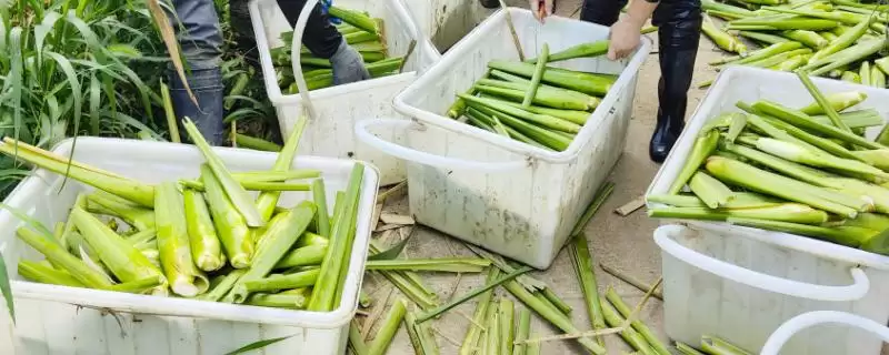 种植茭白的环境要求和要点？种植茭白需关注哪些环境要素？-会东网