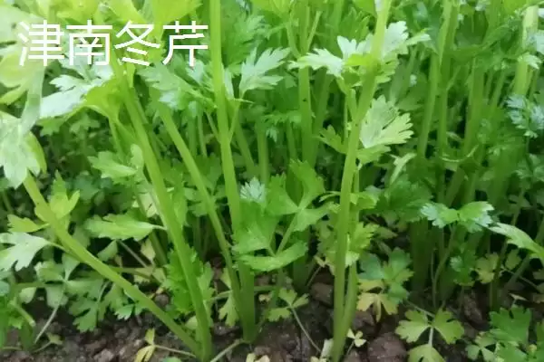 图片[3]-芹菜品种大揭秘：不同品种亩产量差异及特点-会东网