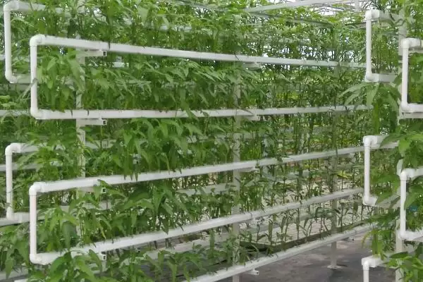 图片[8]-无土栽培蔬菜的种类和要点？了解无土栽培蔬菜需关注哪些品种？-会东网