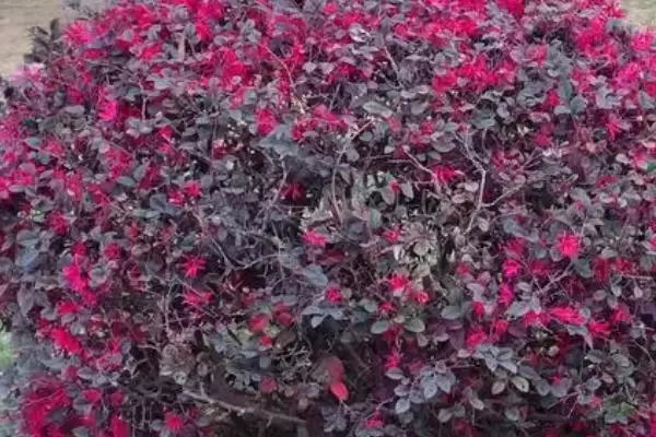 图片[2]-什么是红花檵木？认识红花檵木要了解哪些关键的植物形态和特性？-会东网
