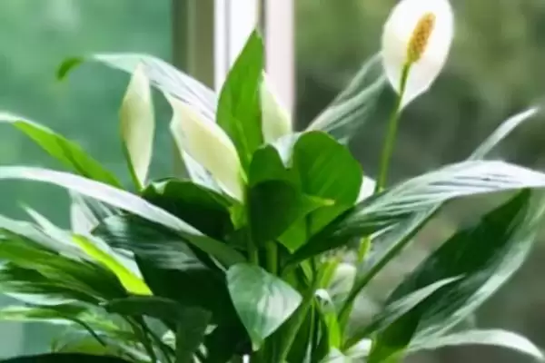 图片[3]-种植一帆风顺的方法和重点？种植一帆风顺要做好哪些细节？-会东网