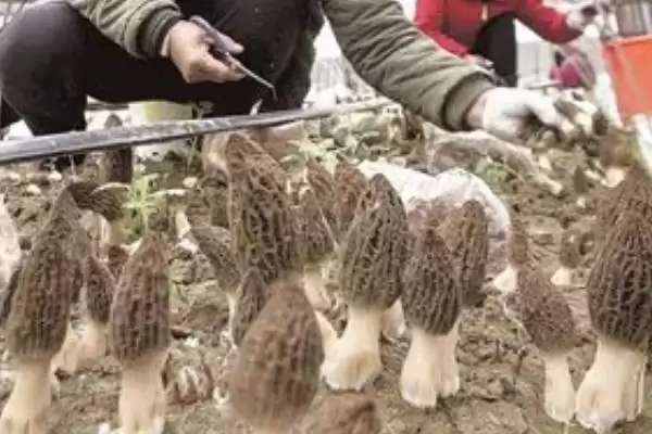 图片[4]-种植一亩羊肚菌纯利润的计算和要点？种植羊肚菌收益需关注什么？-会东网