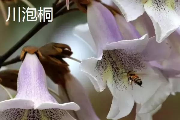图片[8]-泡桐树开花时间揭秘：一般3-4月绽放的美丽时刻-会东网
