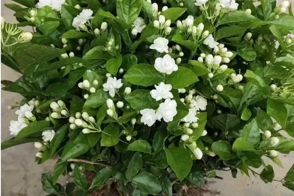 图片[3]-无惧烈日的花卉：向日葵、茉莉花、碗莲的阳光秘籍-会东网