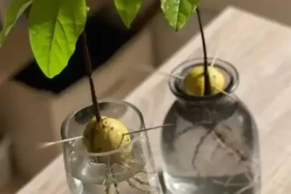 图片[5]-牛油果泡水发芽的时间密码：大约15天的等待与惊喜-会东网