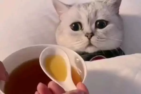 图片[11]-什么是猫艾滋？了解猫艾滋要知晓哪些关键的疾病特性和传播方式？-会东网