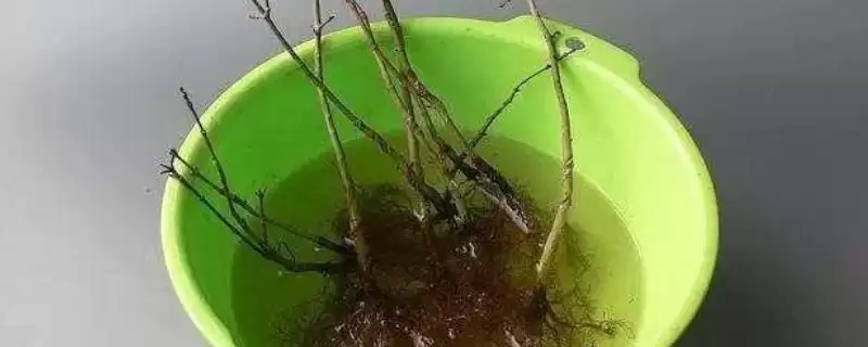 生根水能浇花吗？判断生根水能否浇花要考虑哪些因素和要点？-会东网