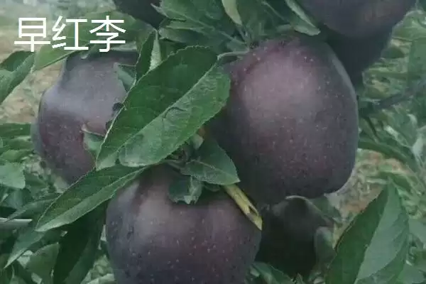 图片[5]-探寻早红李产地的方法和重点？探寻早红李产地要做好哪些细节？-会东网