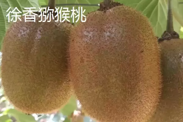 图片[3]-什么品种的猕猴桃最甜最好吃？了解优质猕猴桃品种要知晓哪些口味特性？-会东网