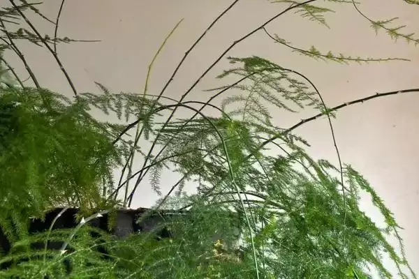 图片[2]-文竹有毒吗？判断文竹是否有毒要了解哪些植物毒性和健康影响要点？-会东网