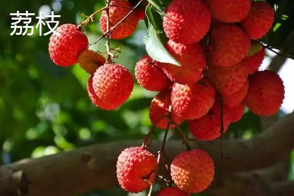 图片[3]-荔枝和释迦的区别 ,荔枝和释迦在哪些方面有不同？-会东网