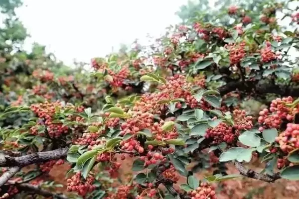 图片[4]-确定在庭院中用花椒树做围墙间距的方法和重点？确定在庭院中用花椒树做围墙间距要做好哪些细节？-会东网