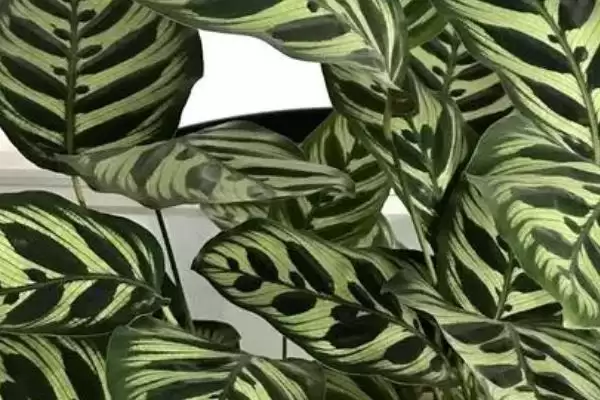 图片[3]-孔雀竹芋叶片萎缩的处理 ,孔雀竹芋叶片萎缩为何要移到阳光下？-会东网