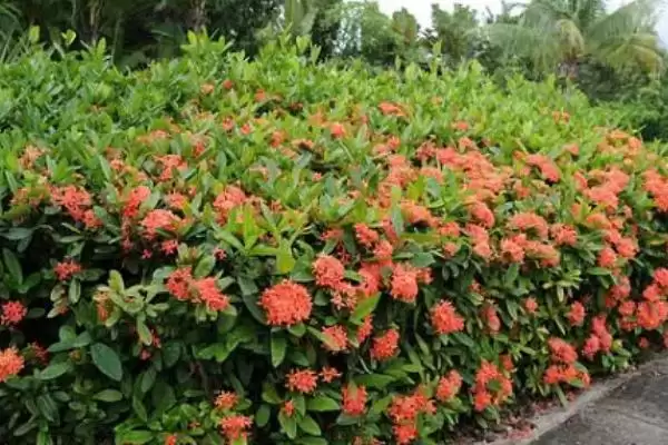 图片[3]-龙船花的毒性问题 ,龙船花为什么是无毒植物呢？-会东网