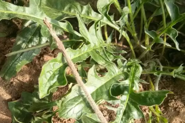 图片[4]-增加扶郎花开花量的方法和重点？增加扶郎花开花量要做好哪些细节？-会东网