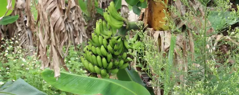 香蕉树种植的方法和要点？种植香蕉树要掌握哪些关键技术步骤？-会东网