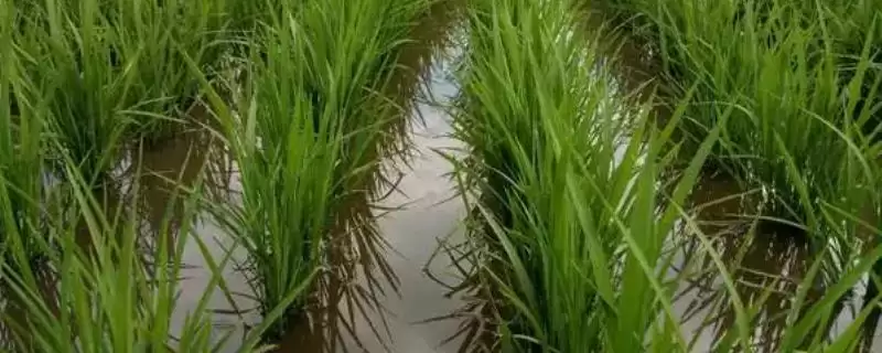 糯米烂秧防治攻略：加强水肥管理与药剂防治的要点-会东网